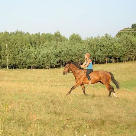 Konik Bujany *