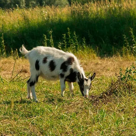Konik Bujany * Załuski